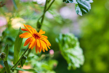 beautiful yellow garden flower