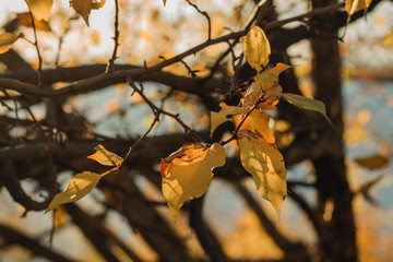 Autumn yellow, orange, red leaves on a tree branch in the rays of the setting sun