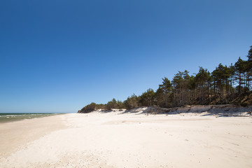 coast with the pine trees