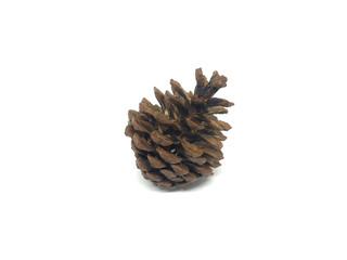 Dry pine cones with a white background image.