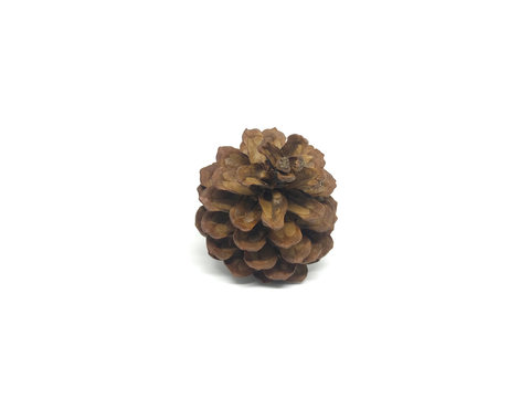 Dry pine cones with a white background image.