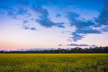 Obraz premium Canola Sunset