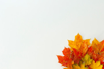 Top view of colorful maple leaves as autumn decoration, on white table background. Copy space for text.