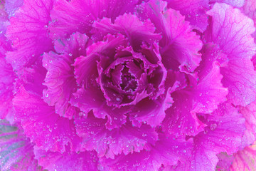 Obraz premium Close up.Red cabbage(purple cabbage) is use for salads and coleslaw.