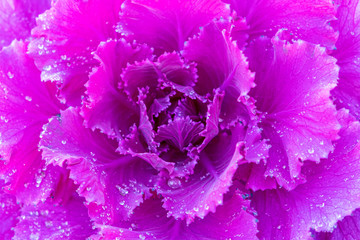 Close up.Red cabbage(purple cabbage) is use for salads and coleslaw.