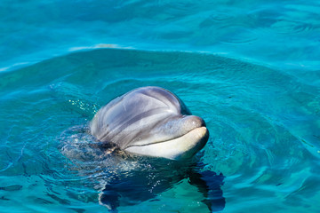 Dolphin waiting for food in the afternoon