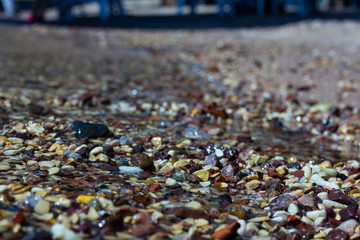 Seashells on the seashore. Day