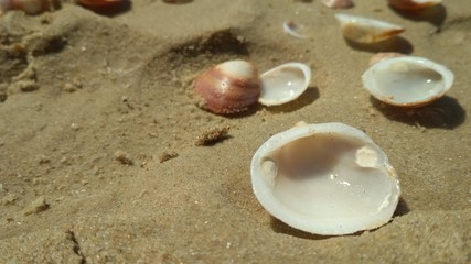 Fototapeta na wymiar Seashells on the seashore. Day