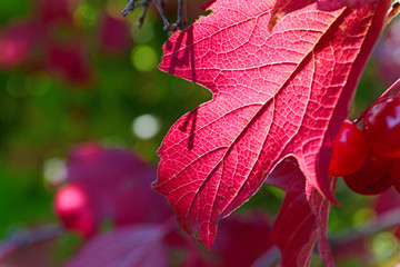 red viburnum leaves in the autumn sun with blurred background