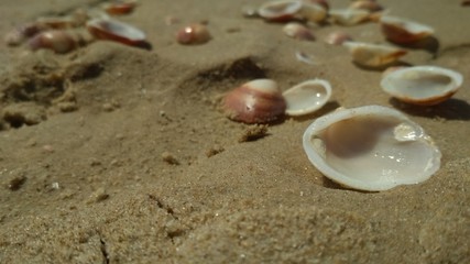 Seashells on the seashore. Day