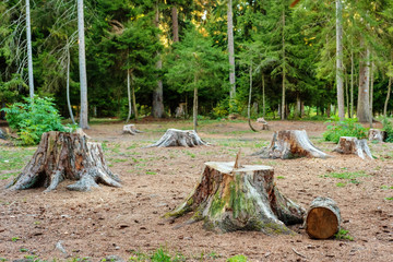 Cut tree stumps in the pine trees forest