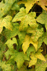 Background from yellow foliage of the plant hop