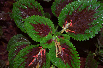 A red and green wet velvet plant