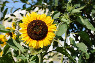 Blooming sunflower in a garden
