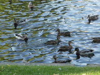 Birds on the water in berlin.