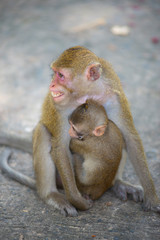 Mother monkey pairs and baby monkeys live together naturally.
