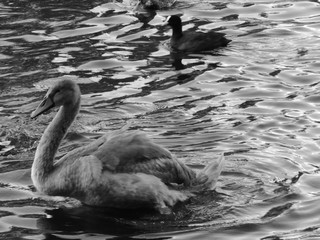 Different swans in Berlin on the water.