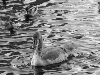 Different swans in Berlin on the water.