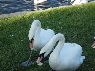 Different swans in Berlin on the water.