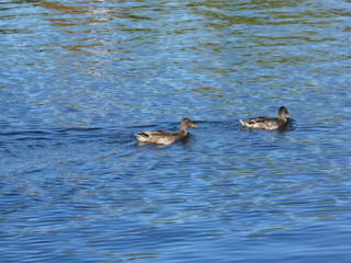 Birds on the water in berlin.