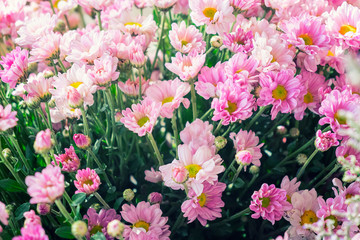 Many color chrysanthemum