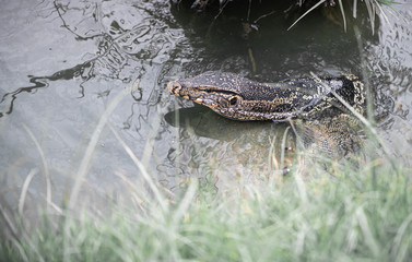 Varanus salvator seek and hunting for food on waterfront in river.Varanus salvator is big reptile live in nature freshwater.asia riptile economic animal.