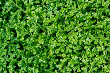 Green mos for on texture background.Nature background concept.
