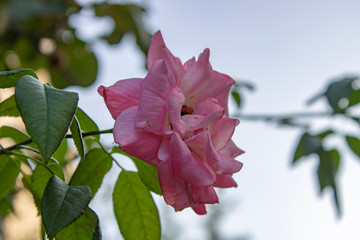 Rose with delicate red cakes attract attention