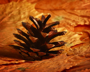 Dried fir cone at red fall leaves, low angle, shallow depth