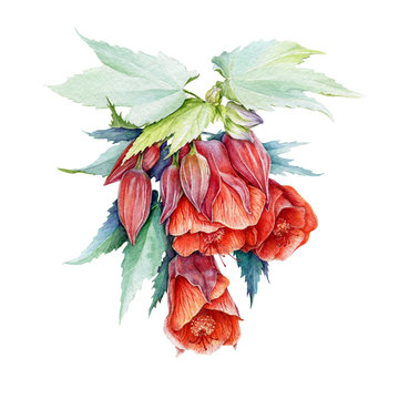 Red abutilon flowers watercolor illustration. Hand drawn botanical beautiful vibrant blossoms in the full bloom with buds and green leaves. Isolated on white background. 