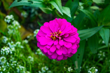 Red delicate flower on a green background