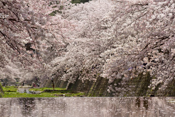 Obraz na płótnie Canvas 満開の桜と小川