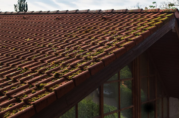 Red tile roof of cottage.Modern roof tiles  covered with green moss close up. 