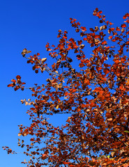 Red fall foliage against the deep blue sky in a clear sunny autumn day