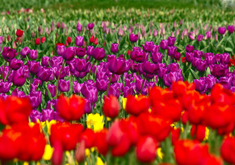 A large field with growing colorful tulips