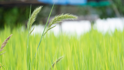 The beautiful green grass in the rice fields