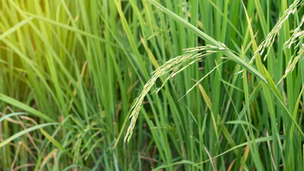 The rice grain that is being beautifully wrapped