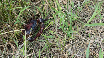 Little crab in the meadow