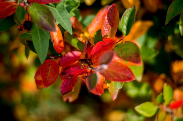 bright autumn leaves