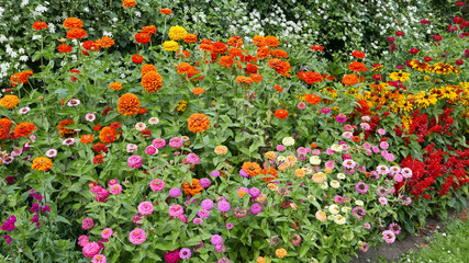 Border with colorful flowers, including zinnias