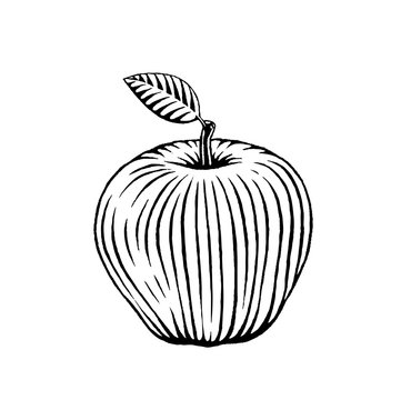 Ink Sketch of an Apple