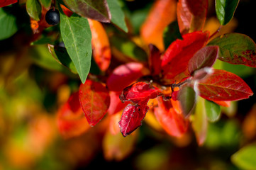 bright autumn leaves