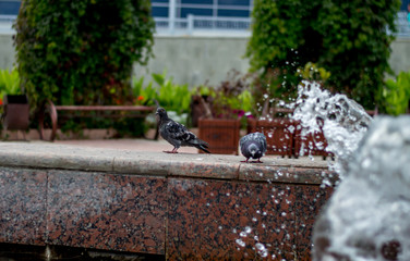 birds at the fountain in the park