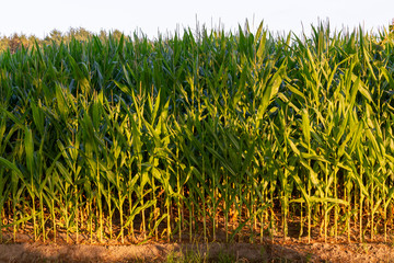 Green farm field with corn plants, corn plantations in Netherlands