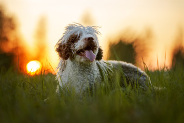 happy spanish water dog portrait at sunset