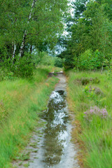 Birch forest after rain with reflection in puddles