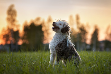happy spanish water dog portrait at sunset