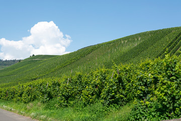 Famous green terraced vineyards in Mosel river valley, Germany, production of quality white and red wine, riesling