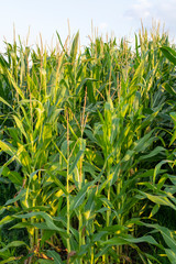 Green farm field with corn plants, corn plantations in Netherlands