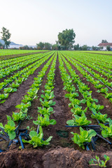 Fototapeta na wymiar Farmers field with growing in rows green organic lettuce leaf vegetables